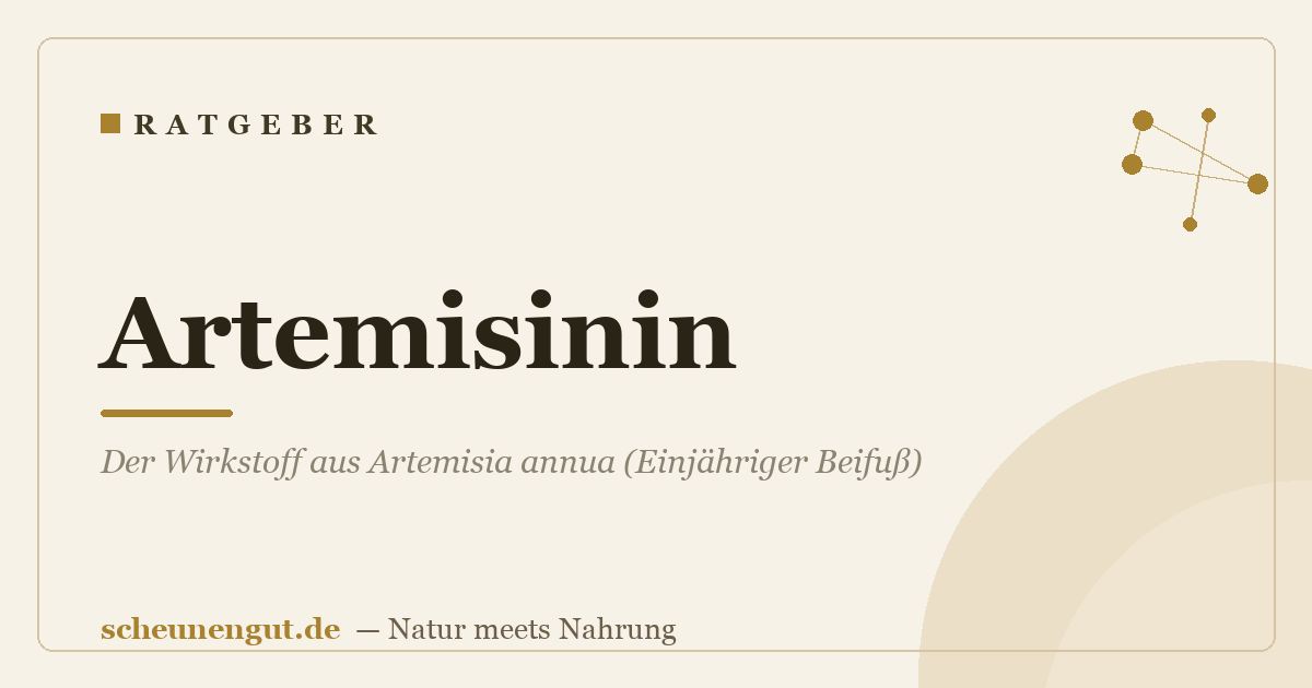 Artemisinin: Der Wirkstoff aus Artemisia annua (Einjähriger Beifuß)