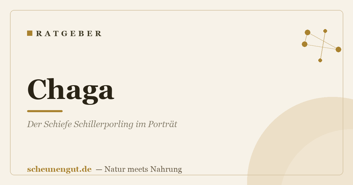 Chaga: Der Schiefe Schillerporling im Porträt