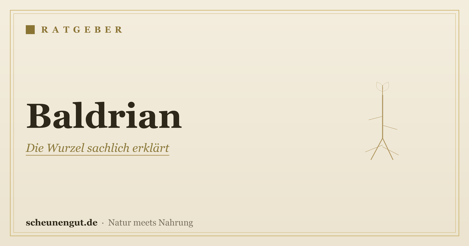 Baldrian: die Wurzel sachlich erklärt – Ratgeber von Scheunengut