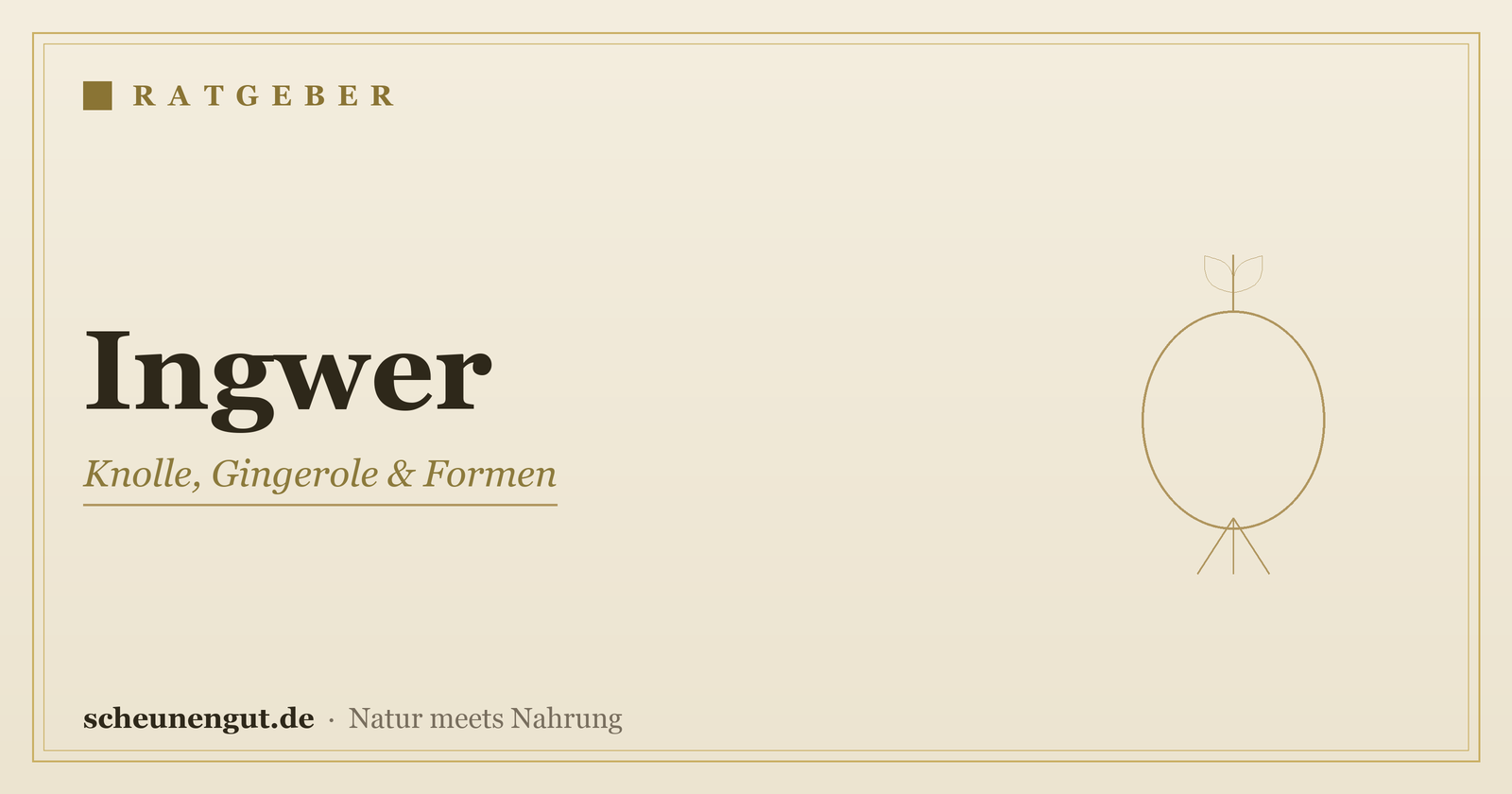 Ingwer: Inhaltsstoffe, Formen & Anwendung – Ratgeber von Scheunengut