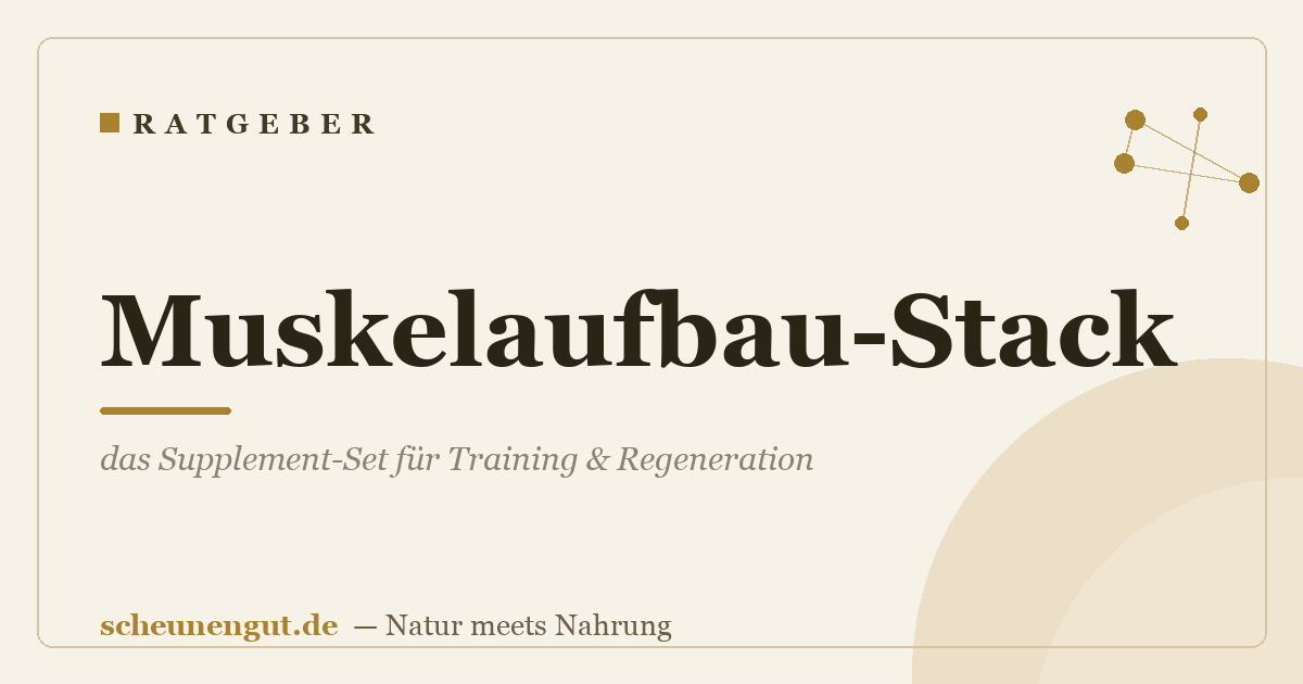 Muskelaufbau-Stack: das Supplement-Set für Training & Regeneration