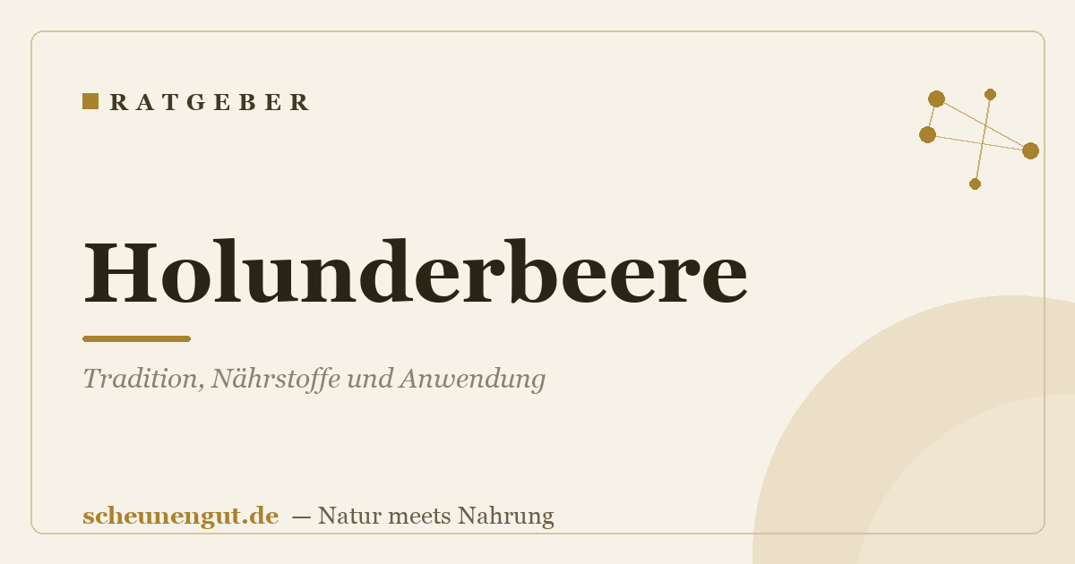 Holunderbeere: Tradition, Nährstoffe und Anwendung