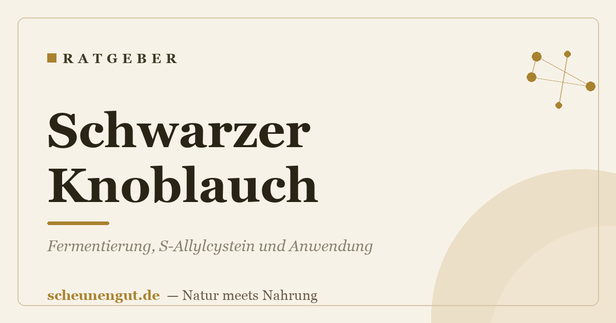 Schwarzer Knoblauch: Fermentierung, S-Allylcystein und Anwendung