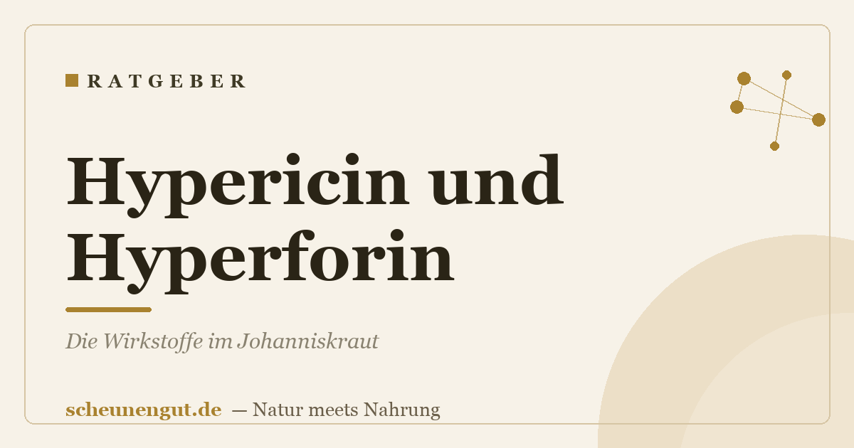 Hypericin und Hyperforin: Die Wirkstoffe im Johanniskraut
