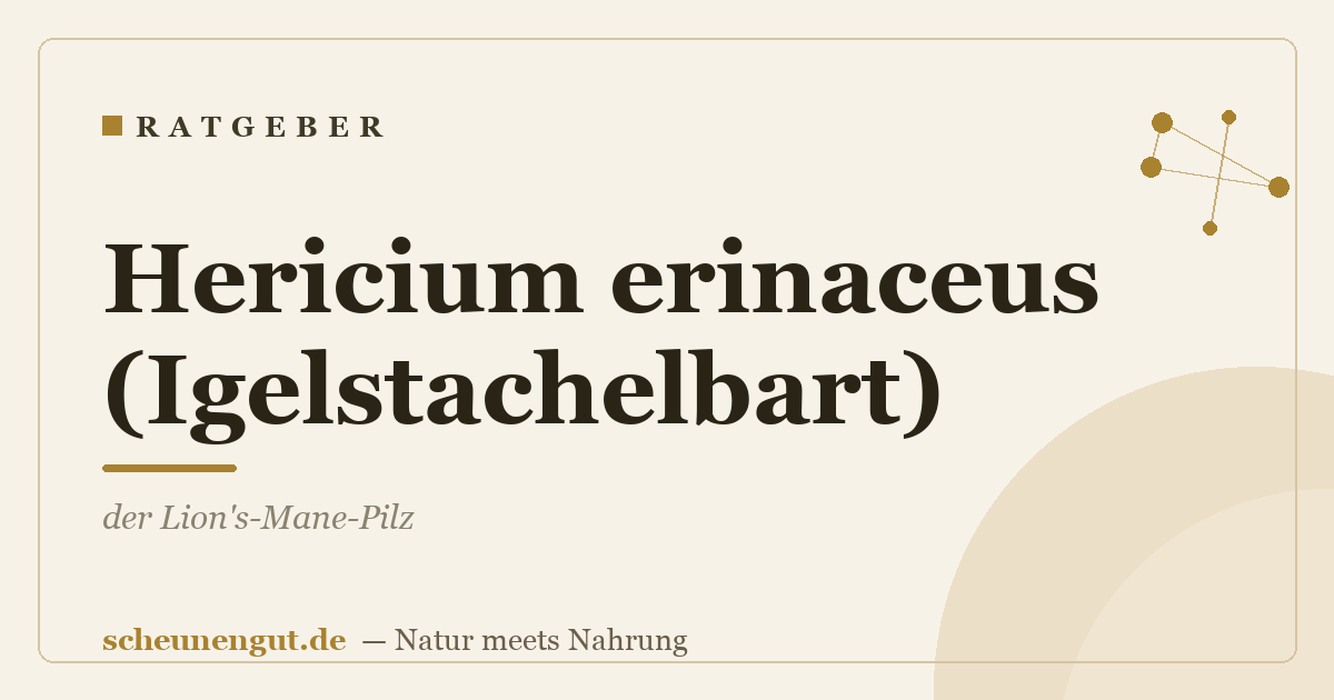 Hericium erinaceus (Igelstachelbart): der Lion's-Mane-Pilz