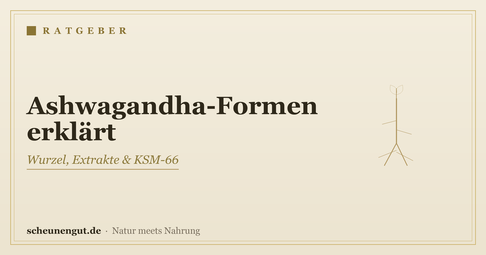 Ashwagandha: Wurzel, Extrakte & KSM-66 erklärt – Ratgeber von Scheunengut