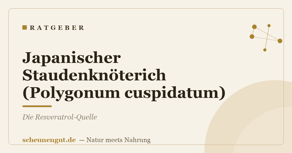 Japanischer Staudenknöterich (Polygonum cuspidatum): Die Resveratrol-Quelle