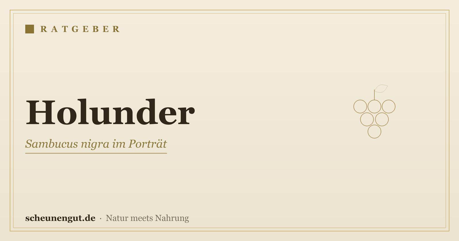 Holunder (Sambucus): Wirkung & Anwendung – Ratgeber von Scheunengut