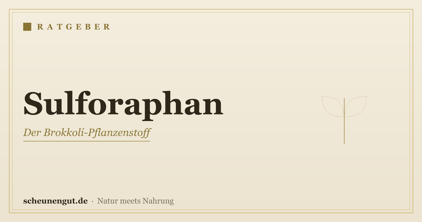 Sulforaphan aus Brokkoli: erklärt – Ratgeber von Scheunengut