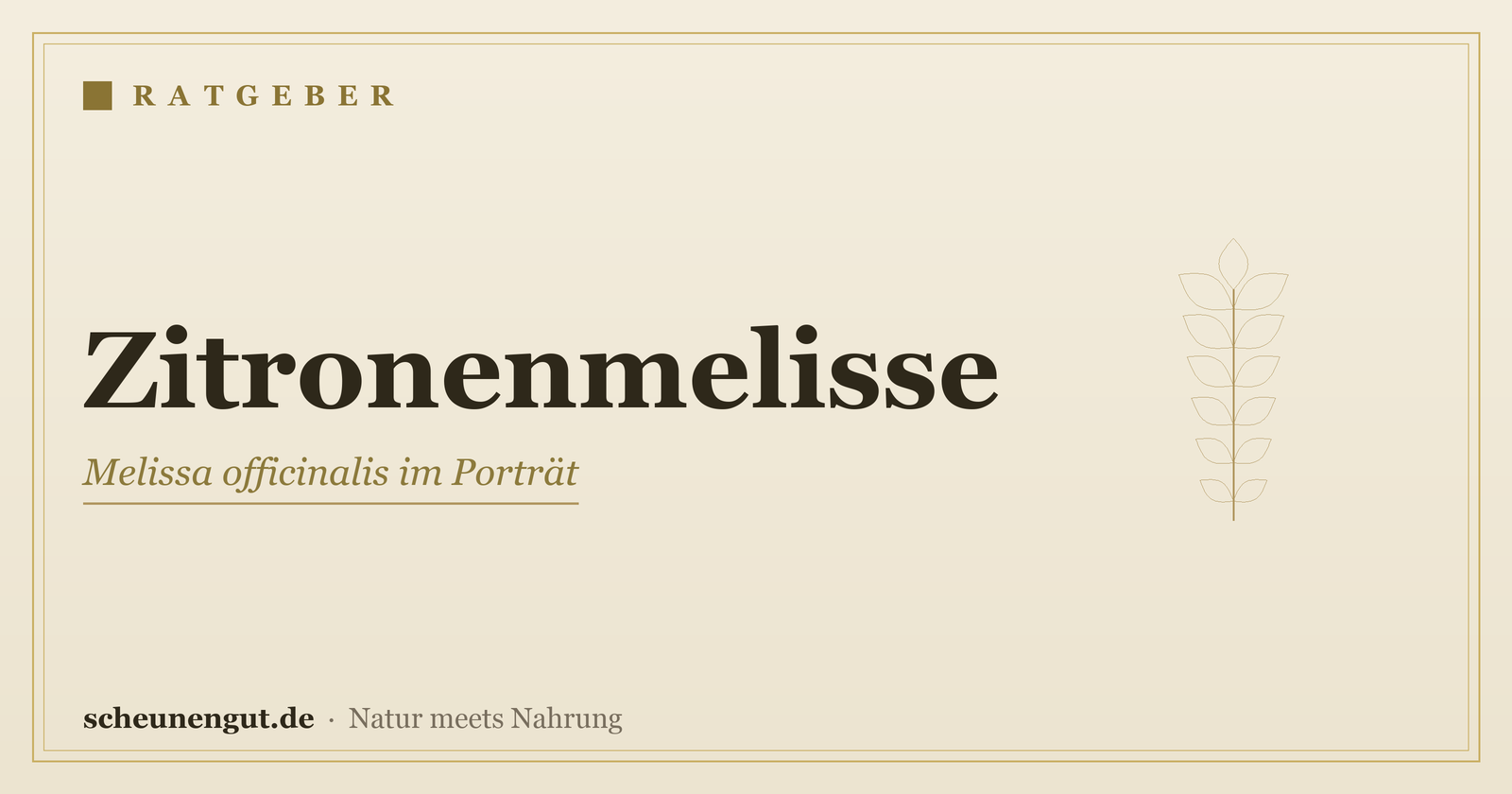 Zitronenmelisse: Beruhigung & Verdauung – Ratgeber von Scheunengut
