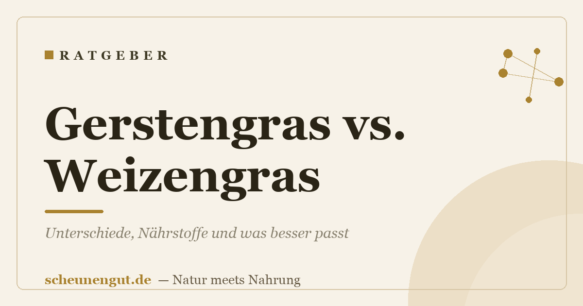 Gerstengras vs. Weizengras: Unterschiede, Nährstoffe und was besser passt