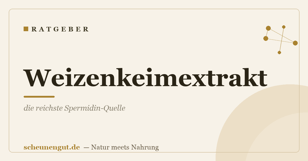 Weizenkeimextrakt: die reichste Spermidin-Quelle
