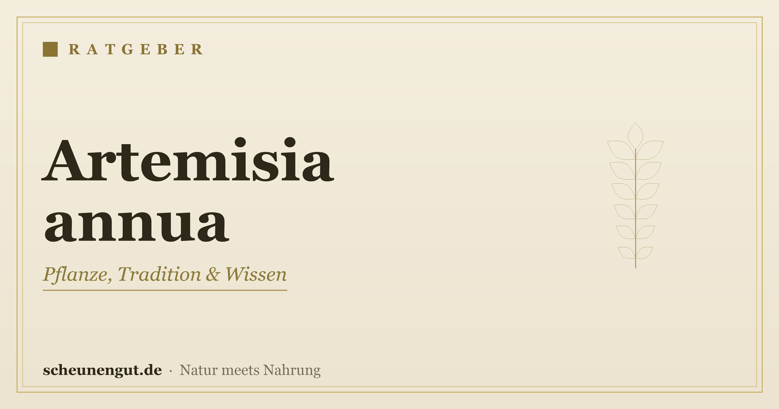 Artemisia annua: Pflanzenporträt, Tradition & Studienhistorie – Ratgeber von Scheunengut