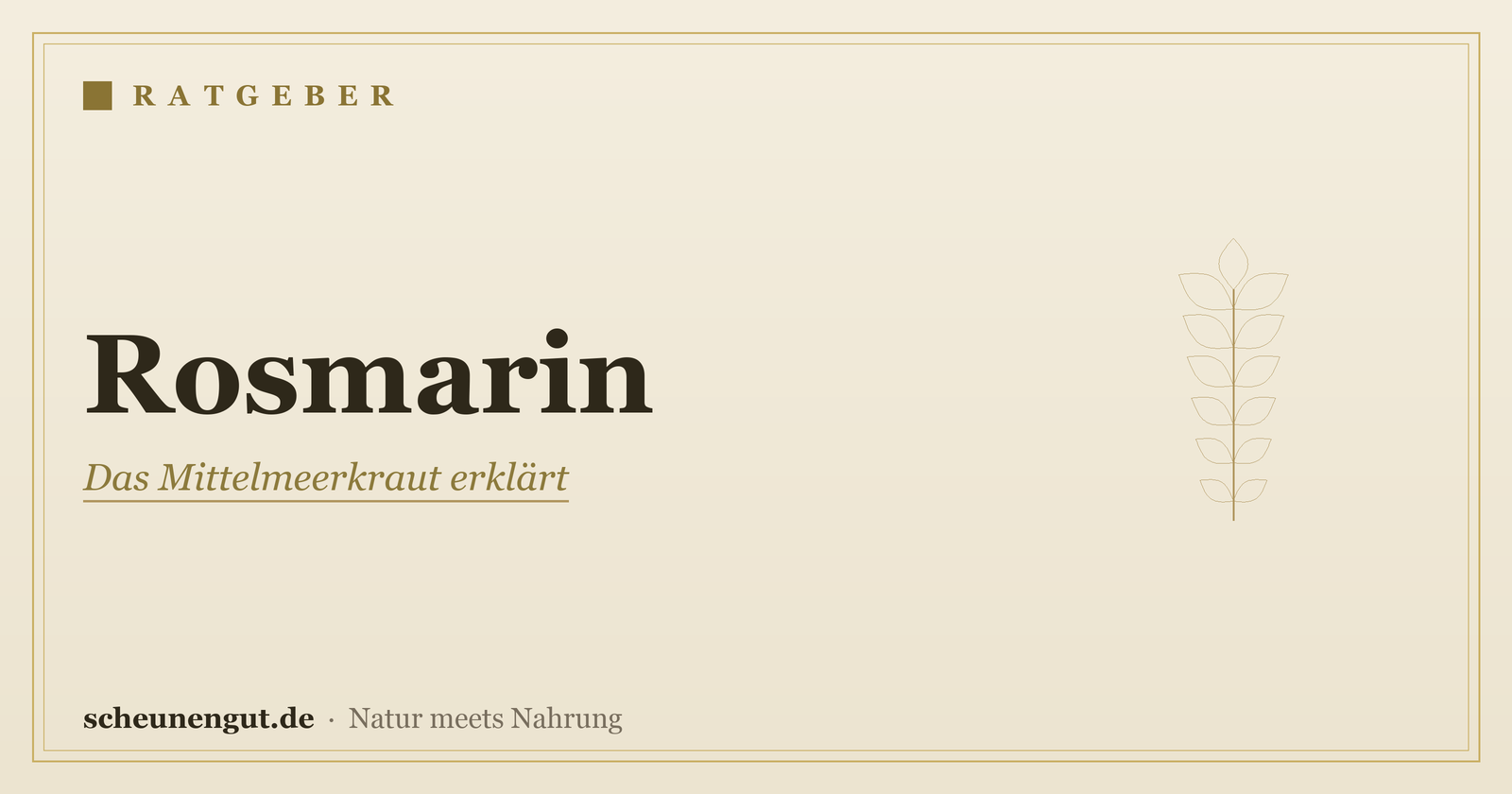 Rosmarin: Wirkung, Inhaltsstoffe und Anwendung erklärt – Ratgeber von Scheunengut
