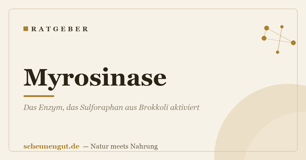 Myrosinase: Das Enzym, das Sulforaphan aus Brokkoli aktiviert