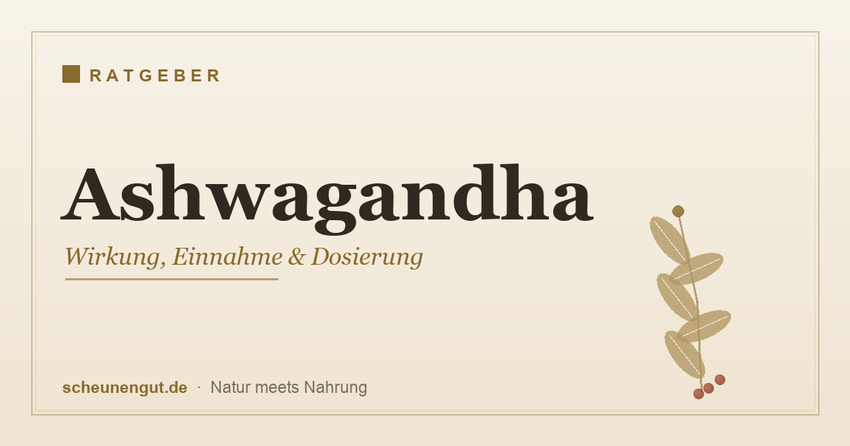 Ashwagandha (Withania somnifera) – Wirkung, Einnahme und Dosierung im Überblick
