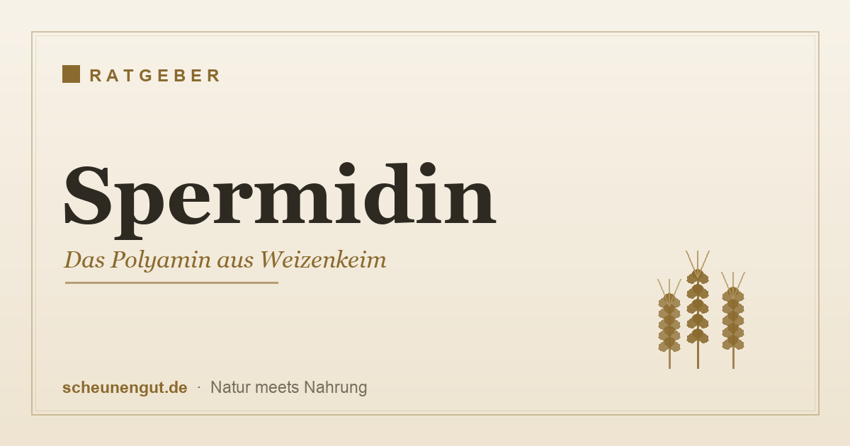 Spermidin – das natürliche Polyamin aus Weizenkeim