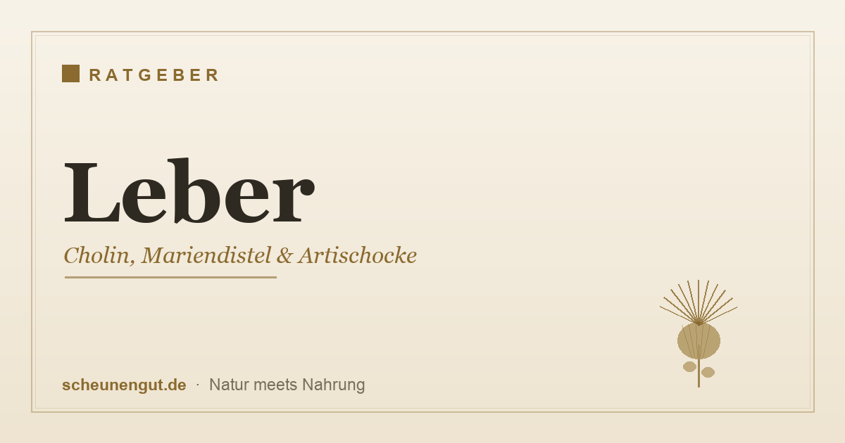 Leber natürlich unterstützen – Cholin, Mariendistel und Artischocke