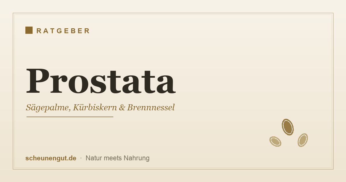 Prostata – Sägepalme, Kürbiskern und Brennnessel im Überblick