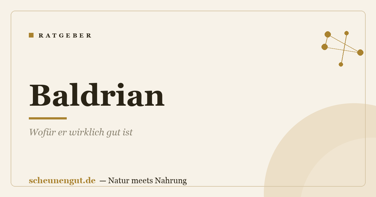Baldrian: Wofür er wirklich gut ist