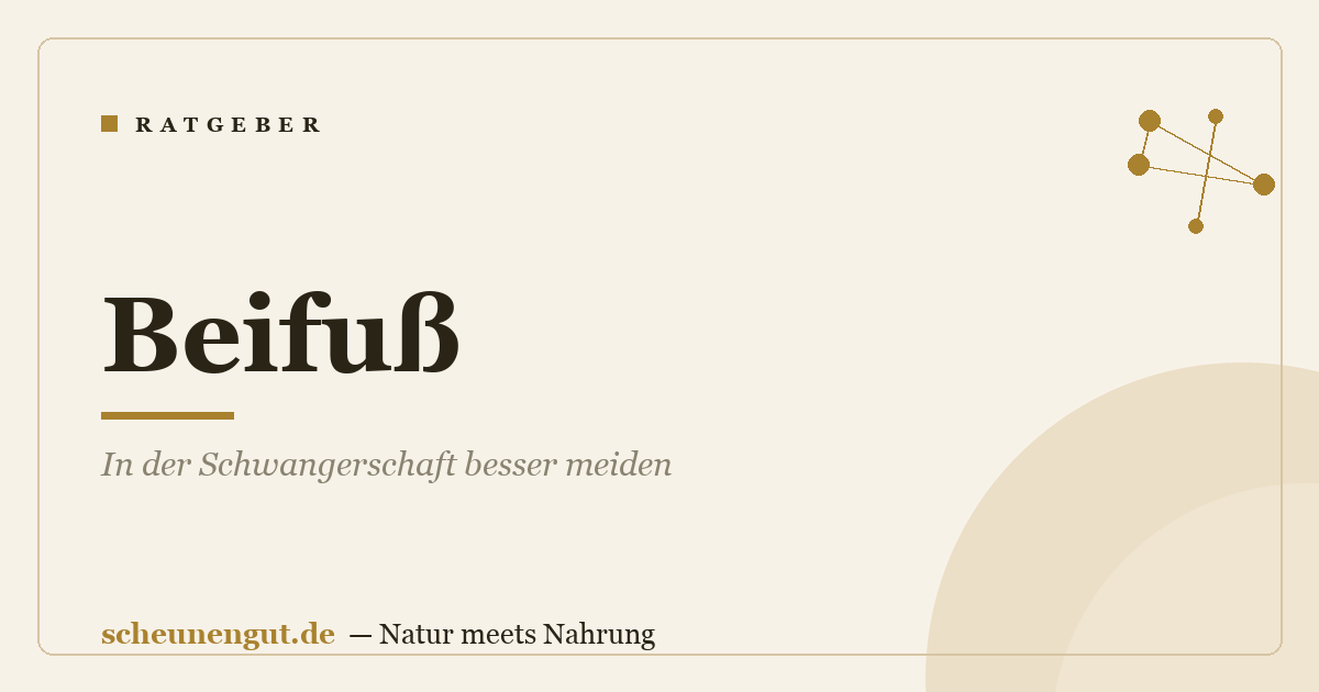 Beifuß: In der Schwangerschaft besser meiden