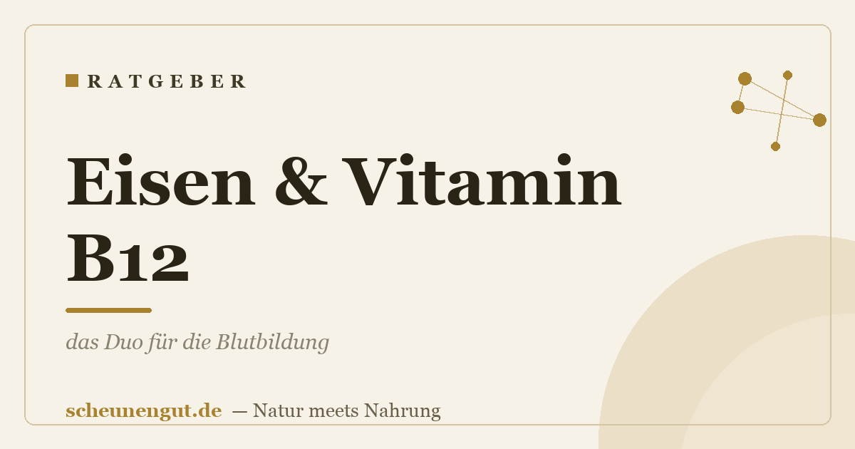 Eisen & Vitamin B12: das Duo für die Blutbildung