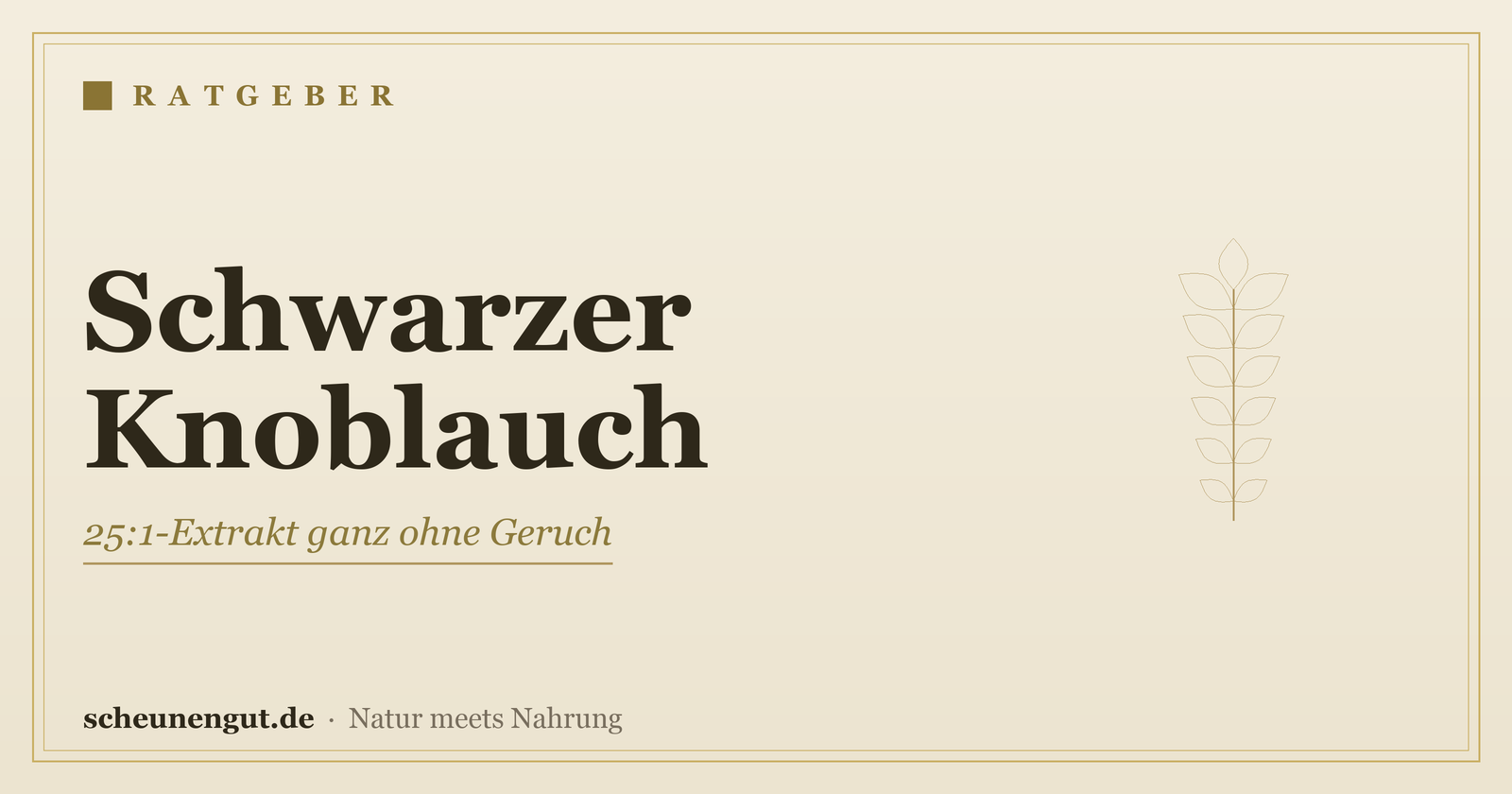 Schwarzer Knoblauch: 25:1-Extrakt ganz ohne Geruch