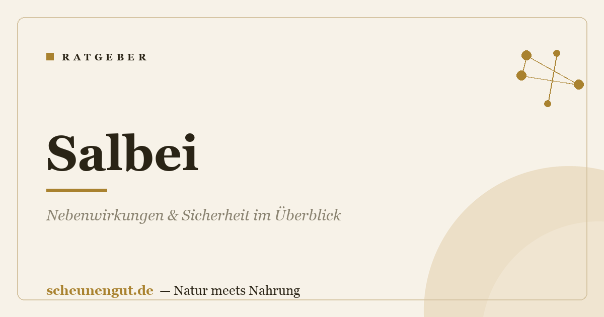 Salbei: Nebenwirkungen & Sicherheit im Überblick