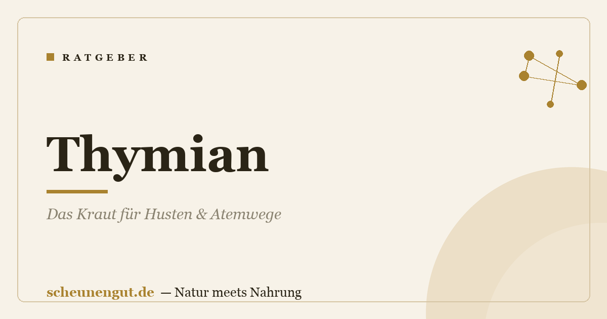 Thymian: Das Kraut für Husten & Atemwege