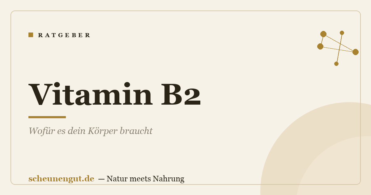 Vitamin B2: Wofür es dein Körper braucht