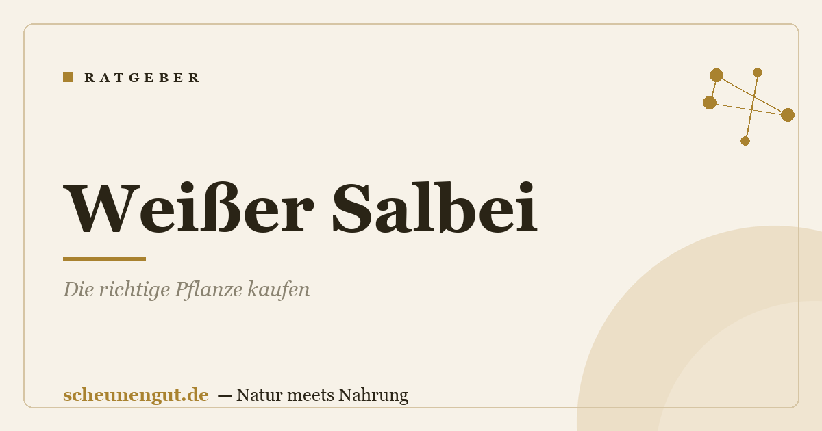 Weißer Salbei: Die richtige Pflanze kaufen