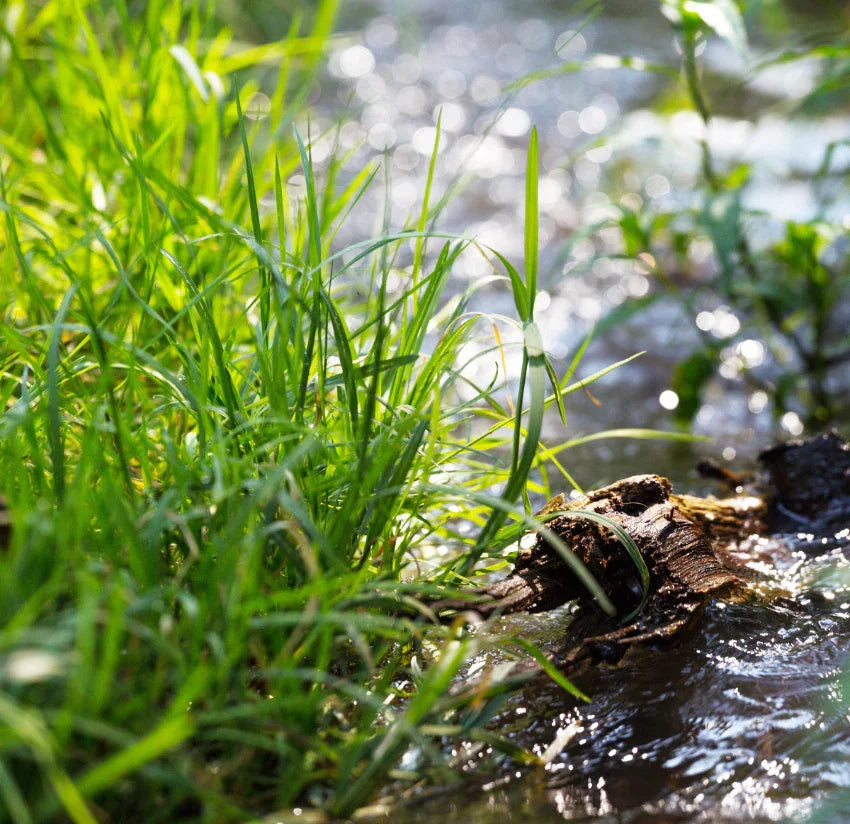 Naturbelassene Wildpflanzen am Wasser