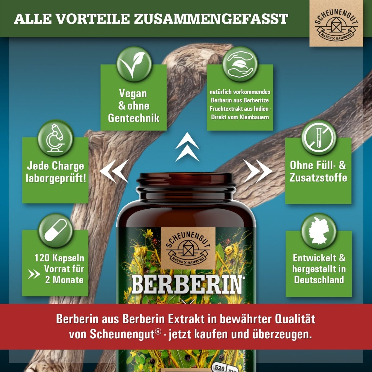 Berberis aristata Extrakt aus Indien - optimiert mit Chrom und Piperin Scheunengut Shop