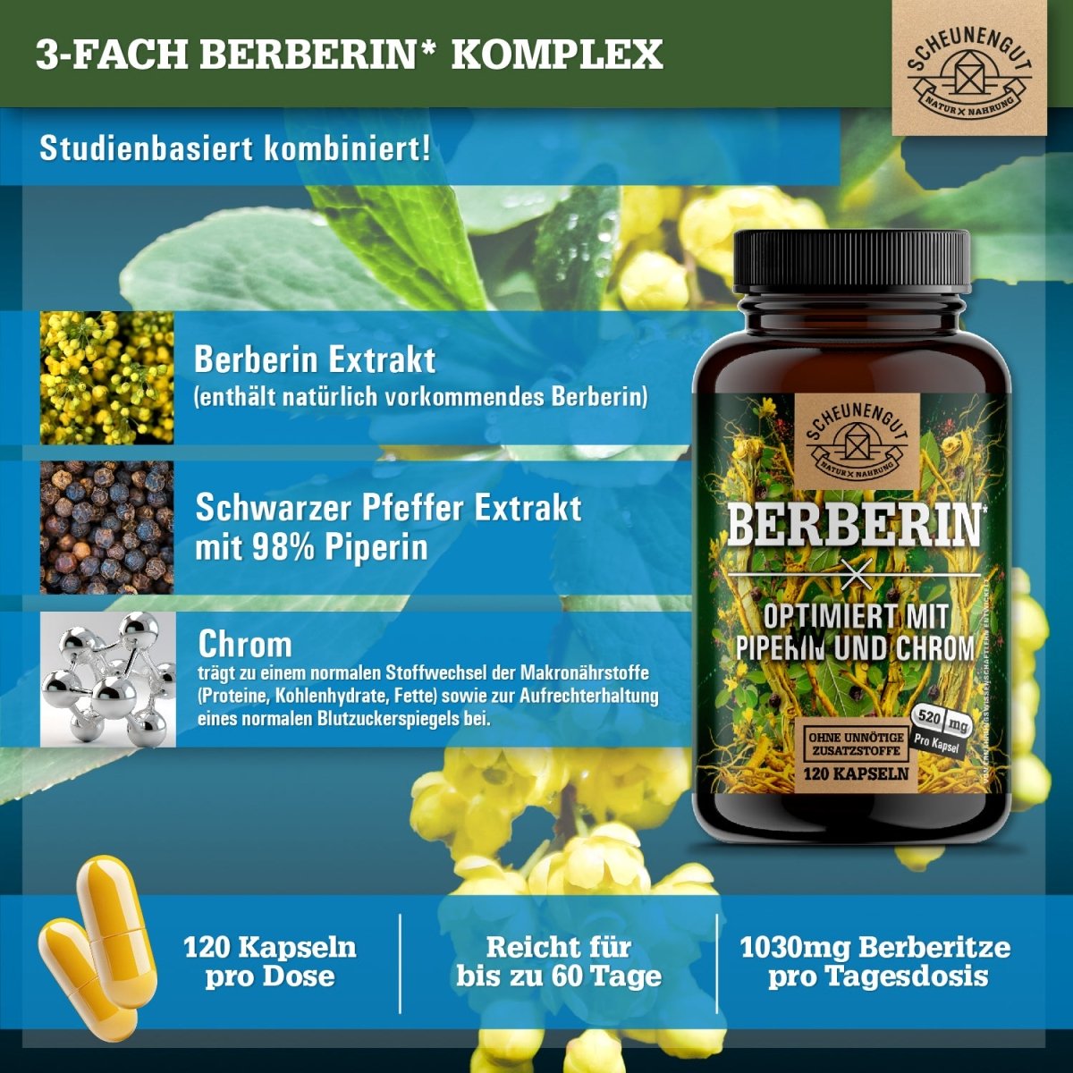 Berberis aristata Extrakt aus Indien - optimiert mit Chrom und Piperin Scheunengut Shop