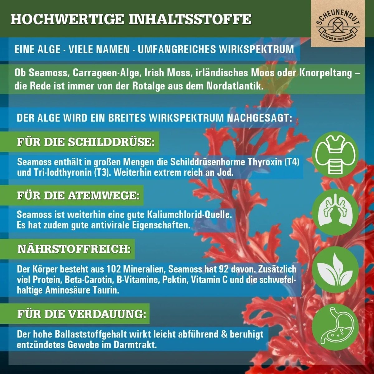 Chondrus Crispus Extrakt hochdosiert 30:1 Das Original aus Irland Scheunengut - Shop