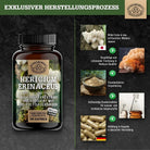 Hericium Erinaceus mit 30% Polysacchariden & 5% Beta-Glucan