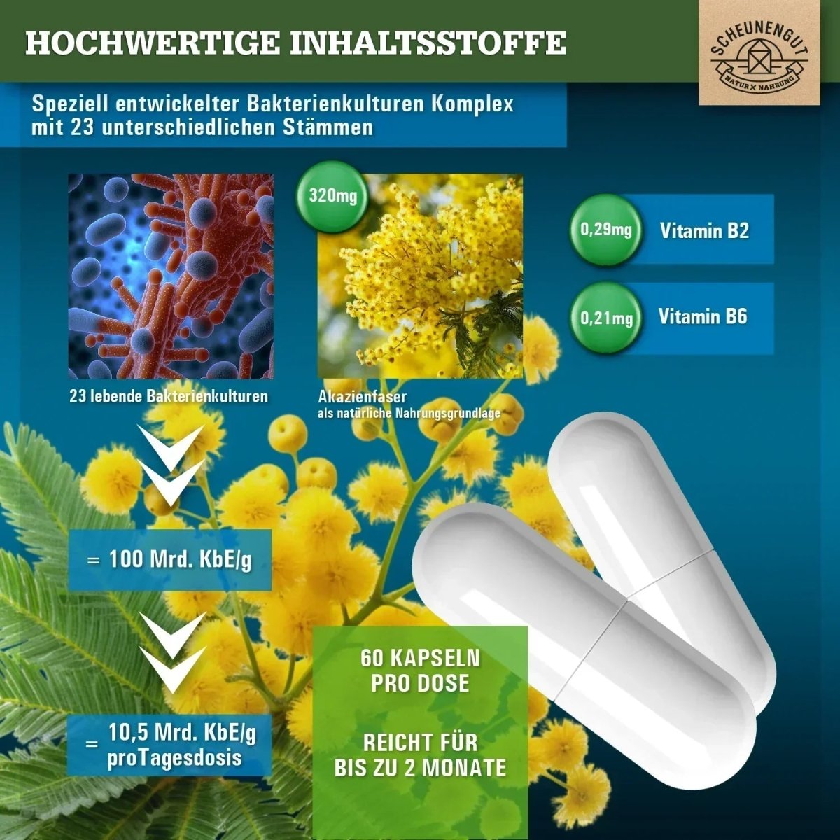 Kulturen Komplex mit 23 Bakterienstämmen & 100 Mrd. KBE/g
